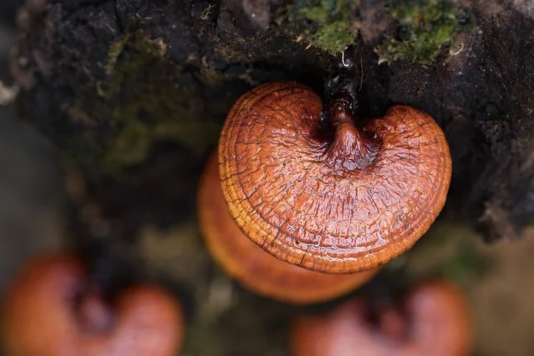 Learn about Reishi Mushroom
