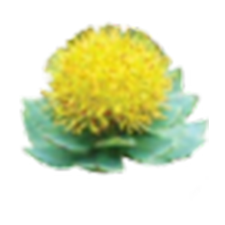 Rhodiolife® Rhodiola Extract