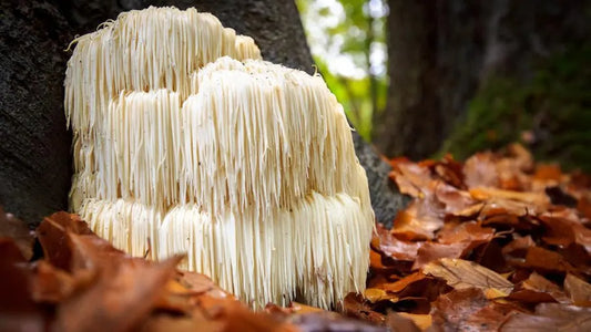 Lionsmane Mushroom In Forest
