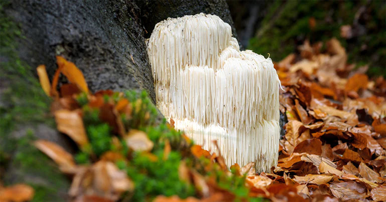 Lion's Mane