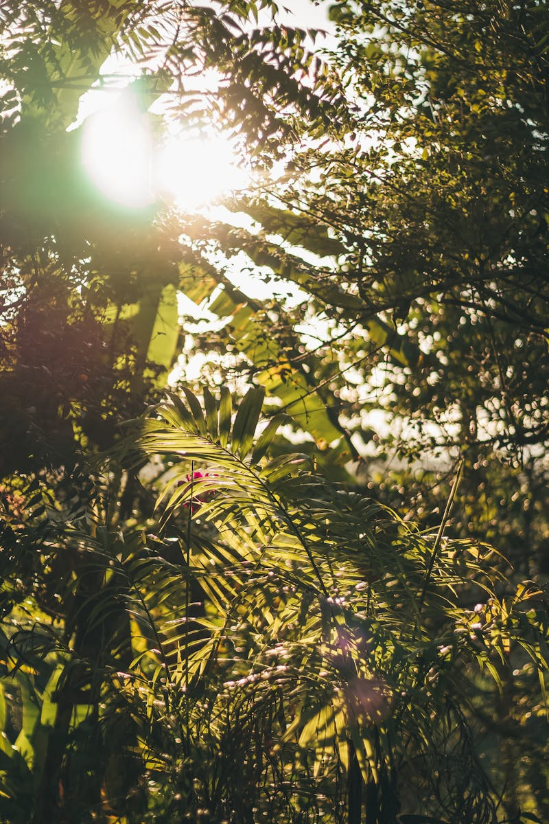 Tropical Forest