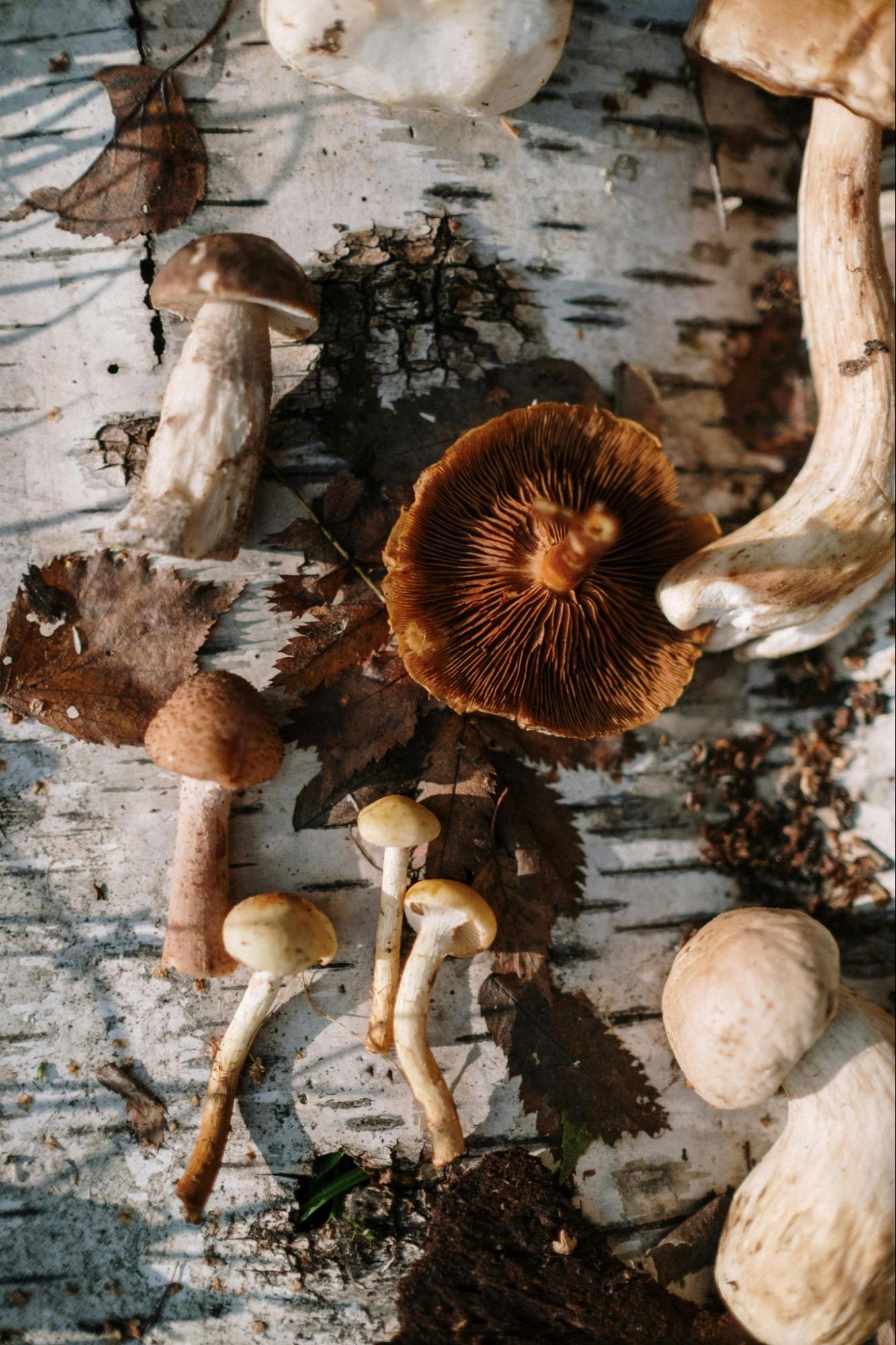 Mushrooms on a Table