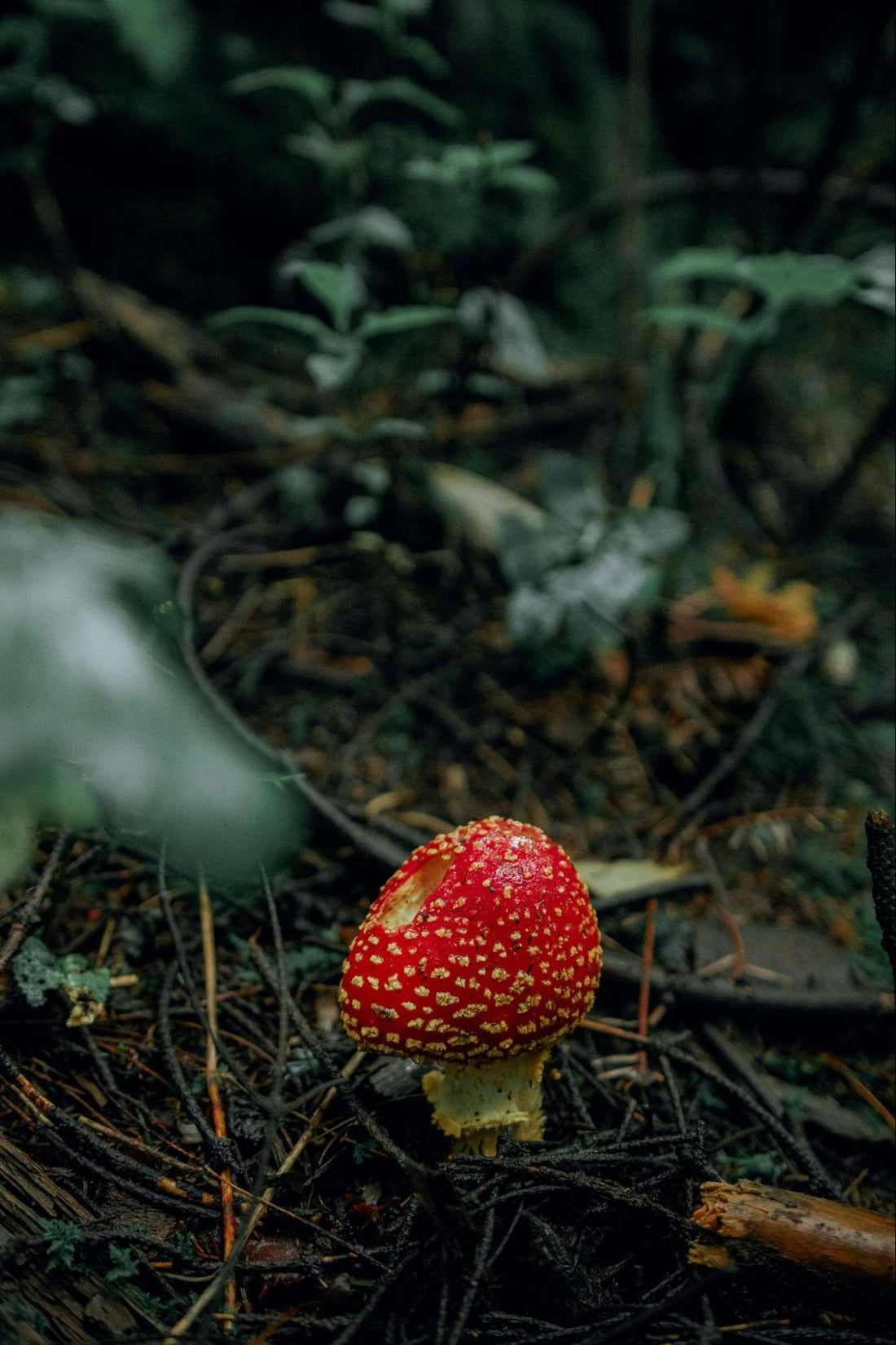 Mushroom Growing in the Forest