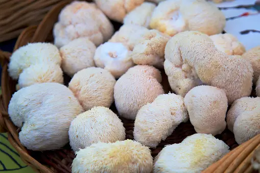 A basket with fresh Lion's Mane Mushroom.