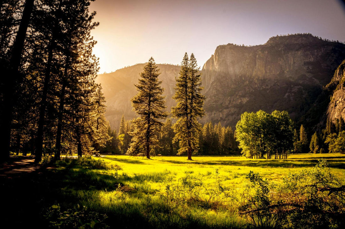 Open Nature Area in the Forest