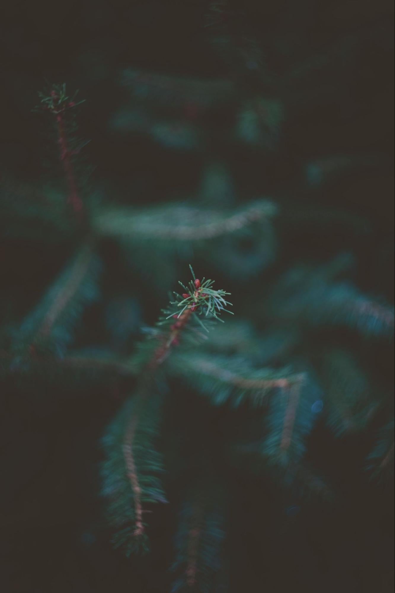 Tree Branch