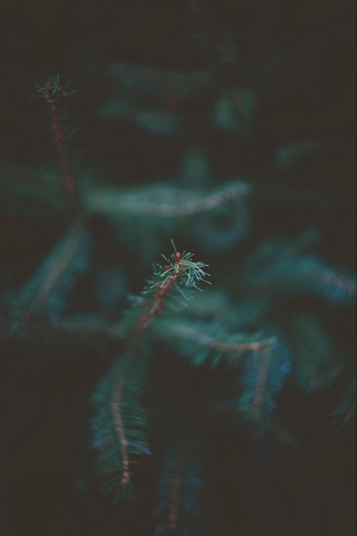 Tree Branch