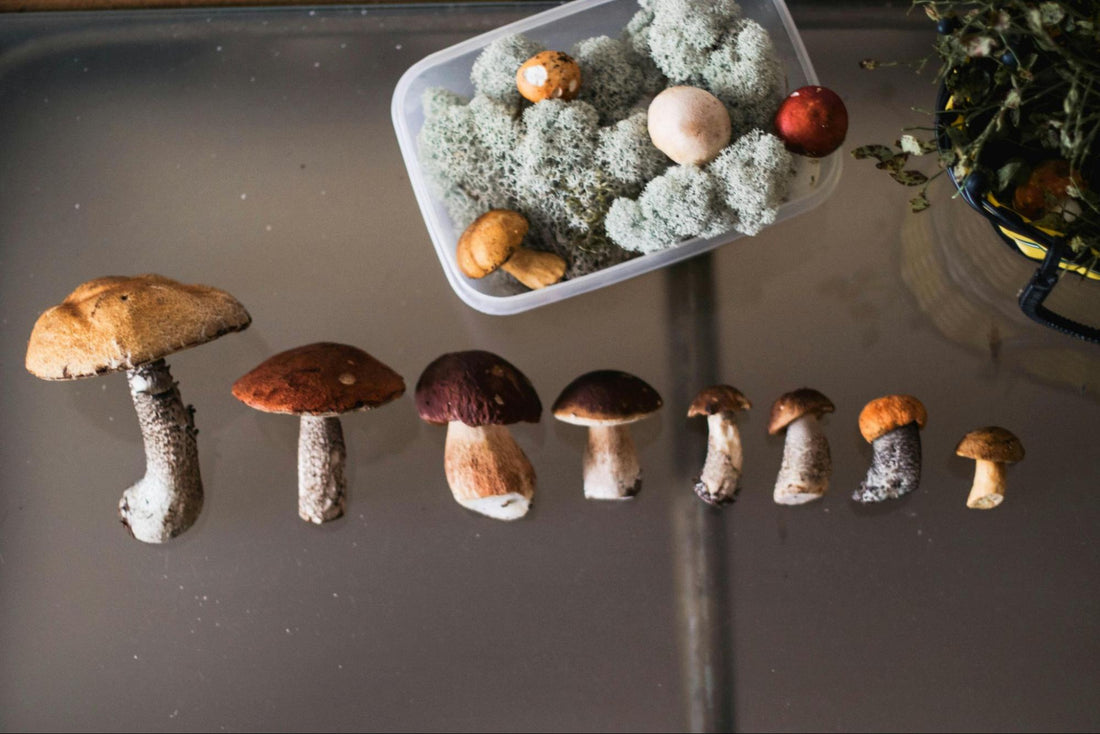 Mushrooms on a Glass Table