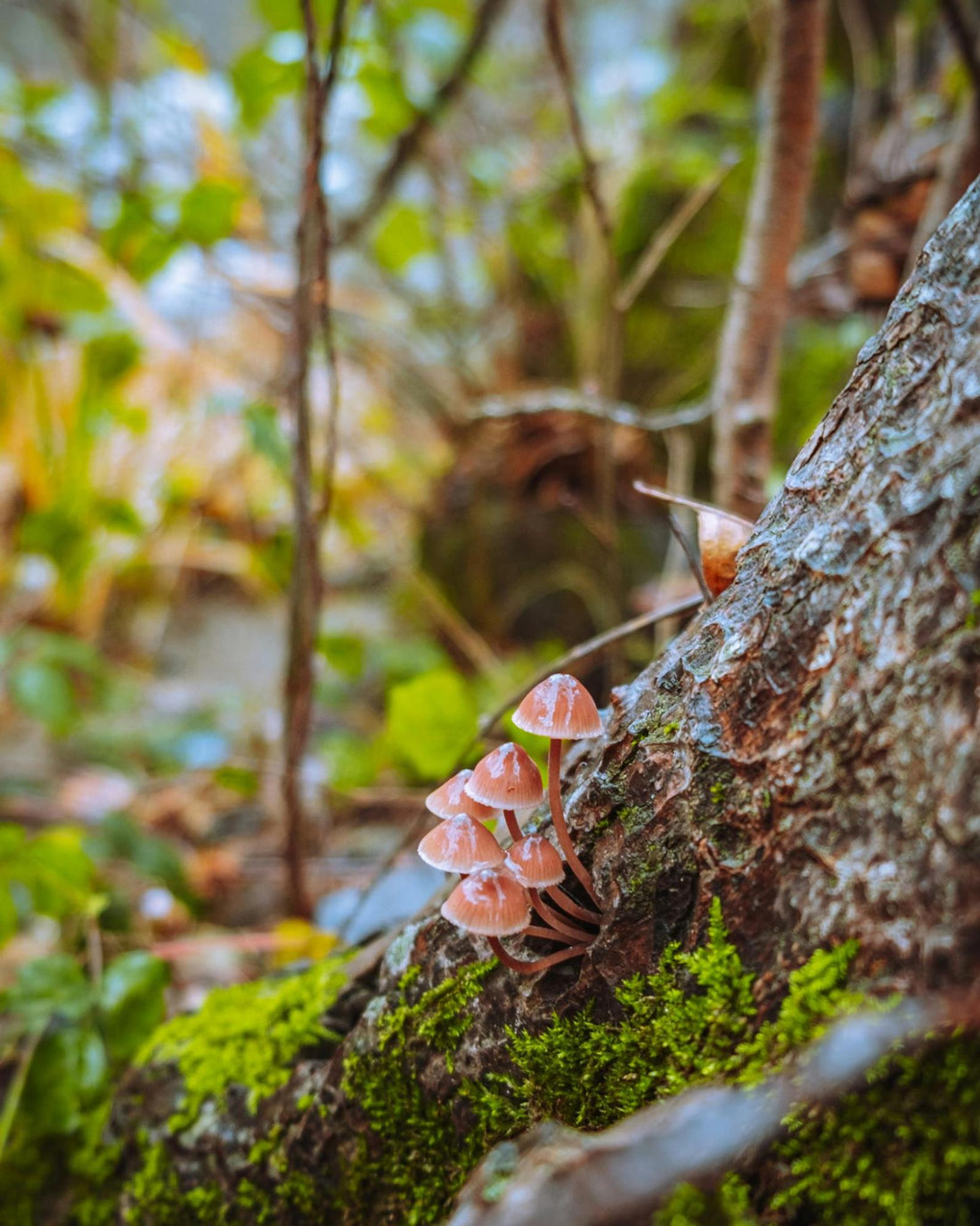 Mushrooms Growing on a Tree 