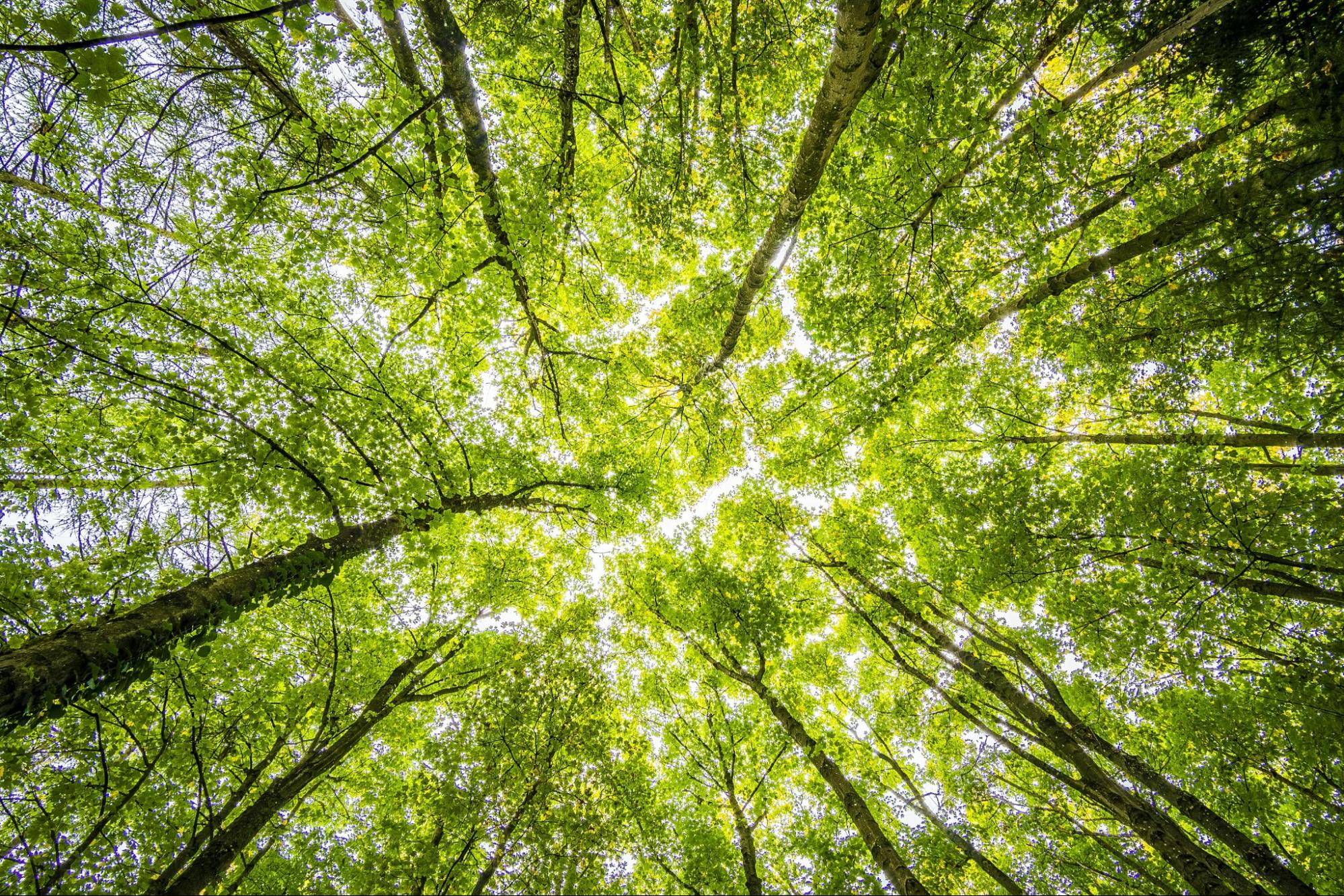 View of Trees from Below