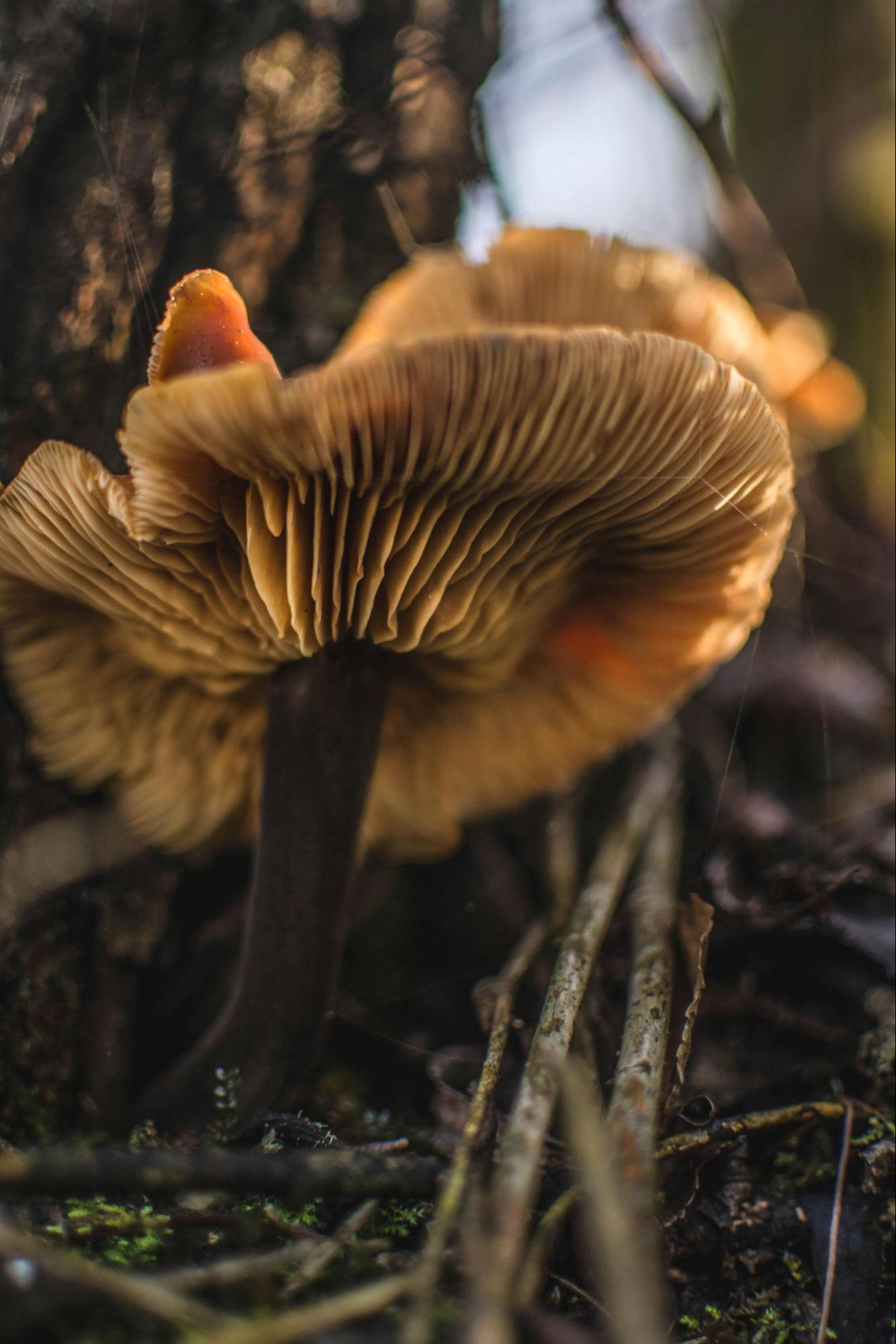 Underneath a Mushroom