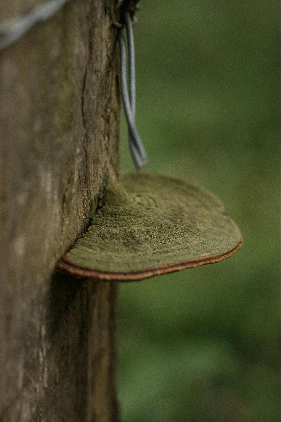 Mushroom Growing on Tree