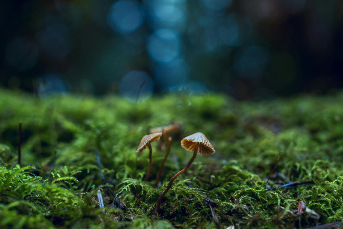 Mushrooms Growing in the Forest