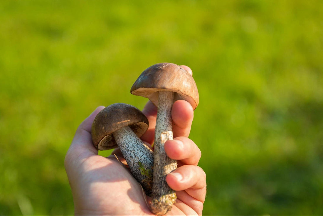 Hand Holding Two Mushrooms