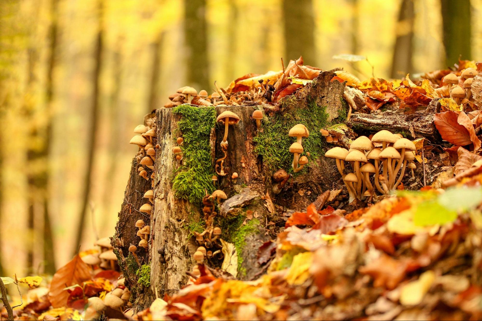 Mushrooms Growing in the Forest on a Tree Trunk