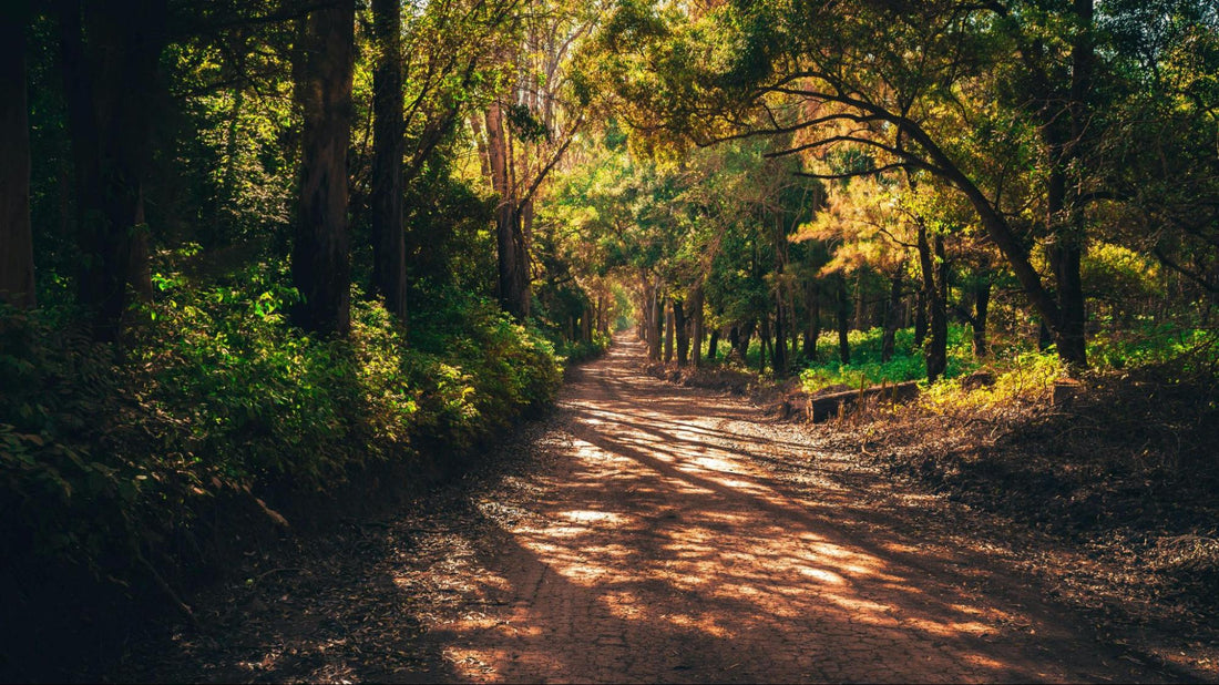 Path in Forest