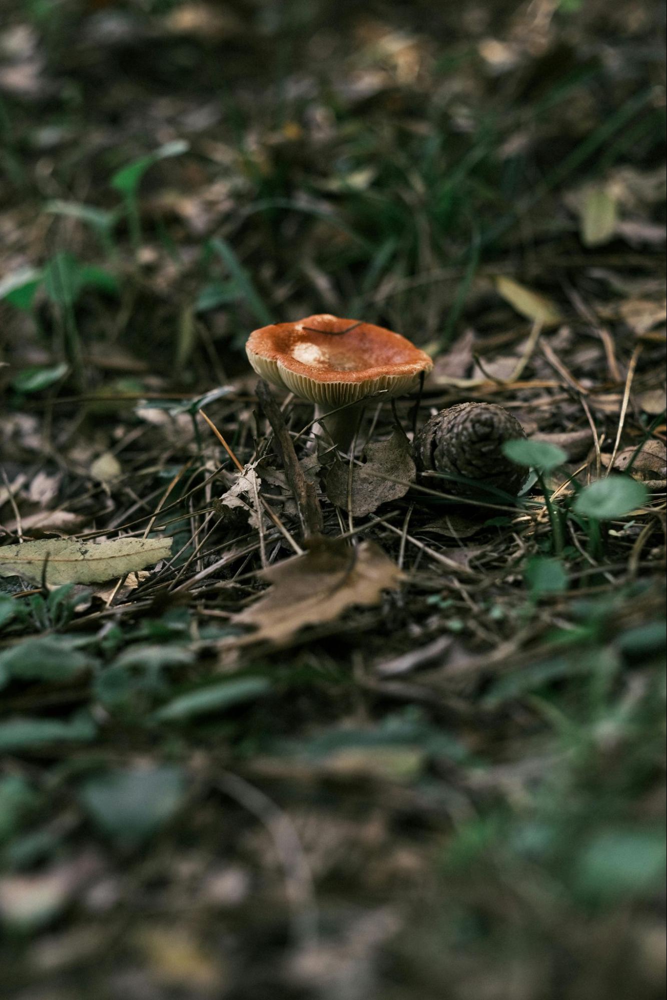 Mushroom Growing in the Forest