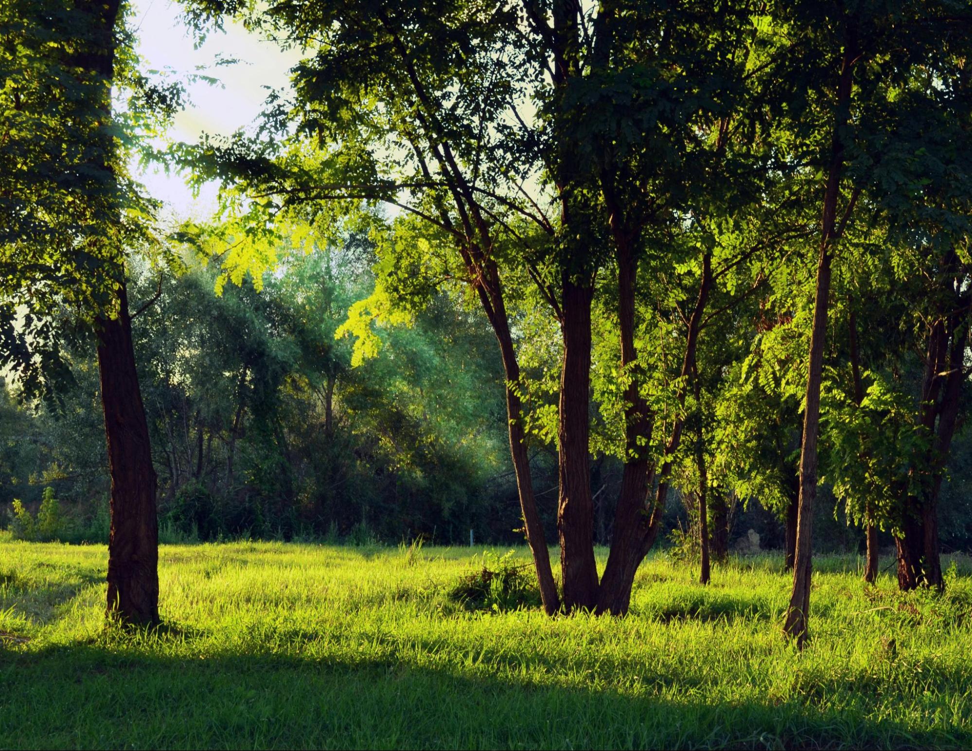 Green Field and Trees