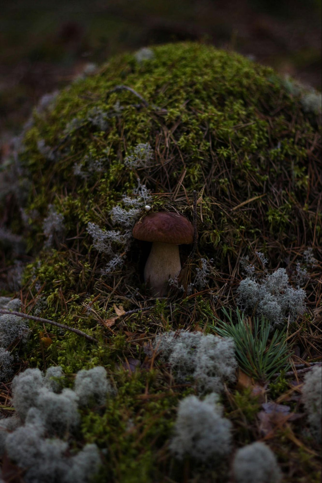 Mushroom Growing on a Mossy Hill