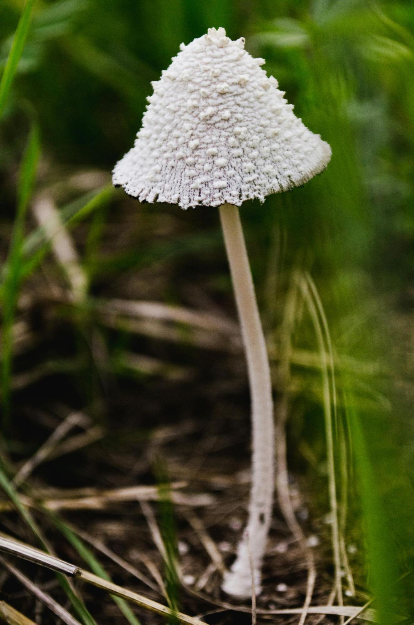 Mushroom Growing in Forest