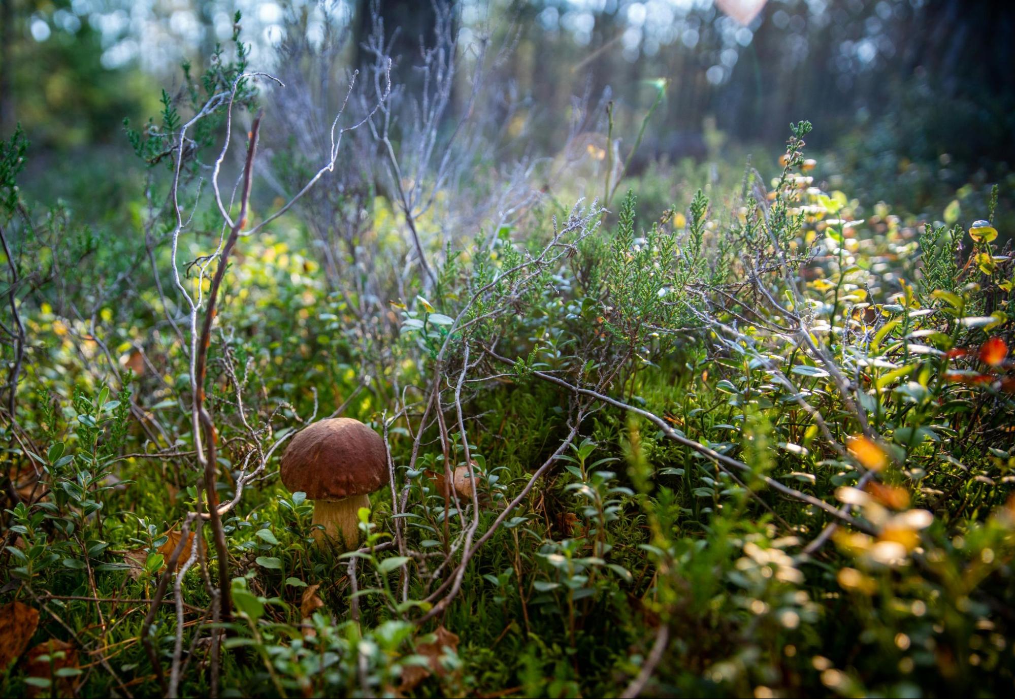 Mushroom Growing in a Dense Area