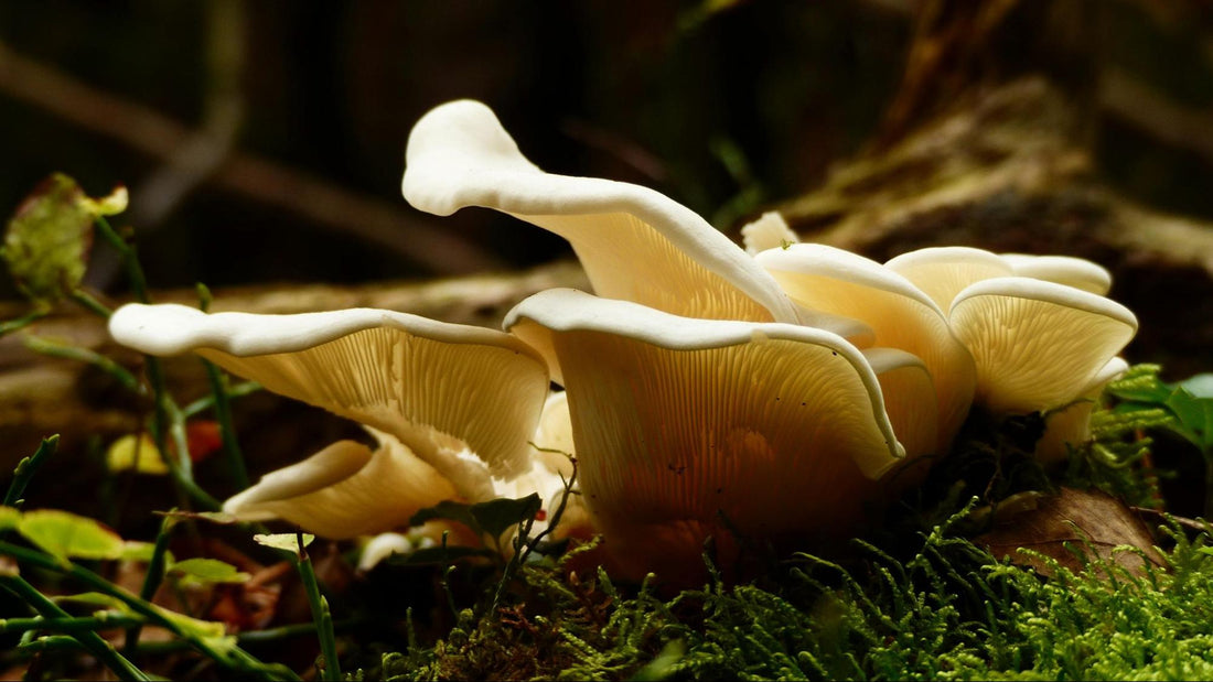 Mushrooms Growing in the Forest