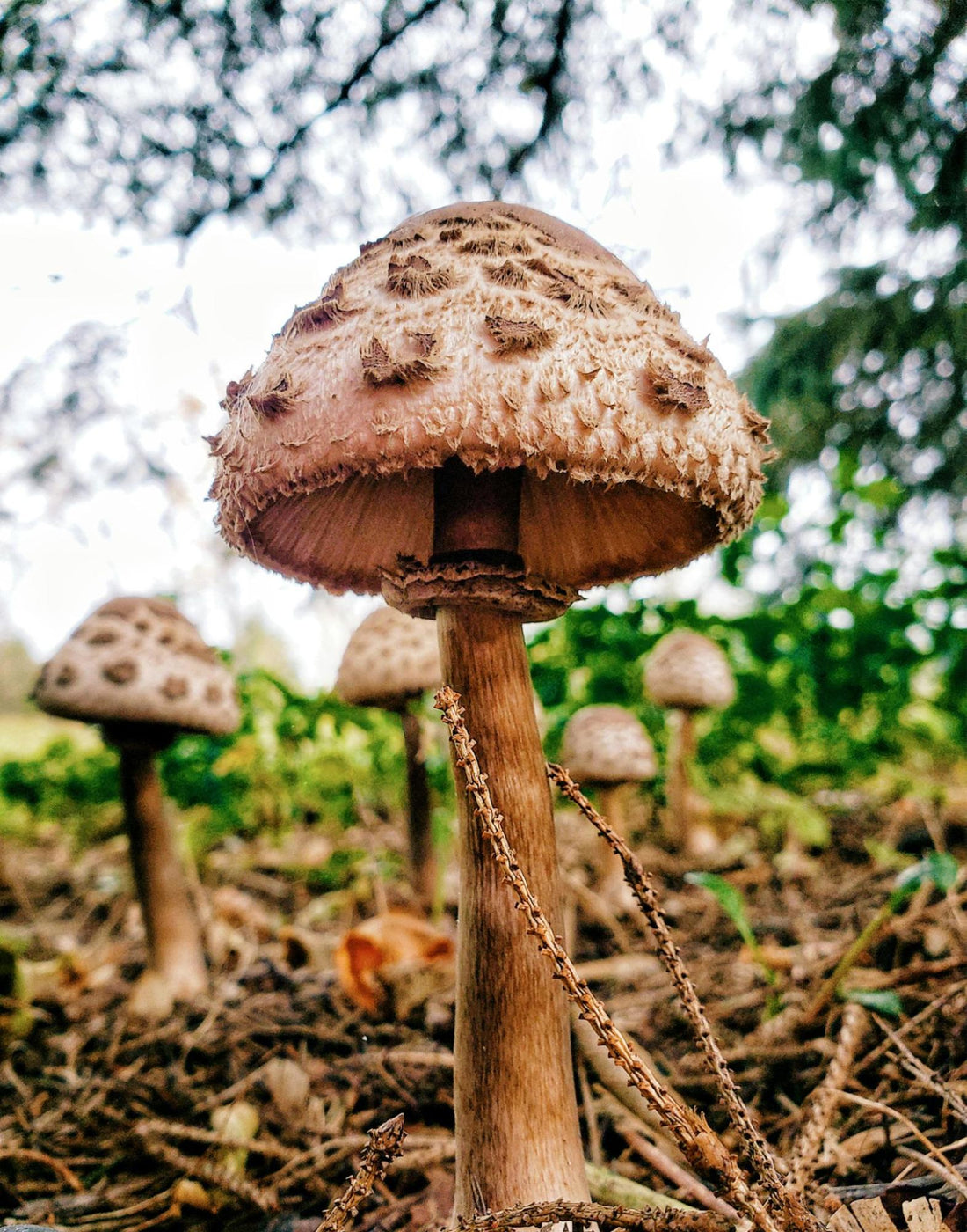 Mushrooms Growing in the Grass