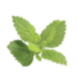 Lemon Balm Extract